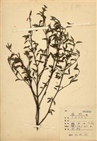 藏品(頂頭花)的圖片